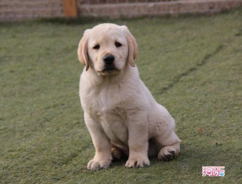 拉布拉多幼犬價格多少錢一只，純種的需要2000至3500元左右