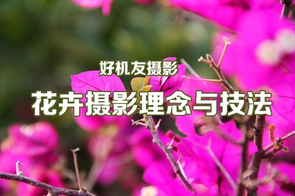 好機(jī)友攝影-花卉攝影理念與技法