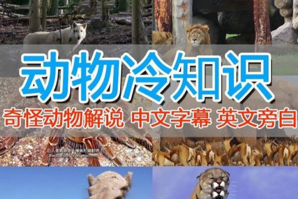 國外紀(jì)錄片解說（動(dòng)物解說、美食、動(dòng)畫片）